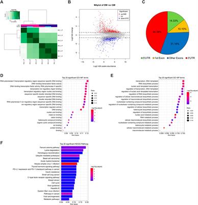 Transcriptome-wide N6-Methyladenosine Methylome Profiling Reveals m6A Regulation of Skeletal Myoblast Differentiation in Cattle (Bos taurus)